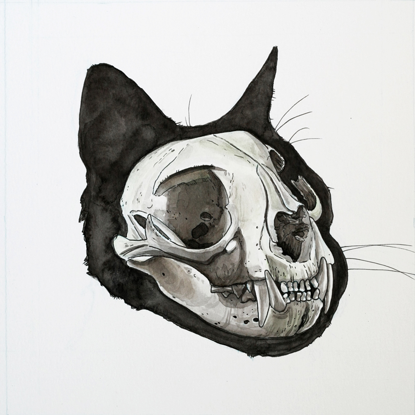 cat skull