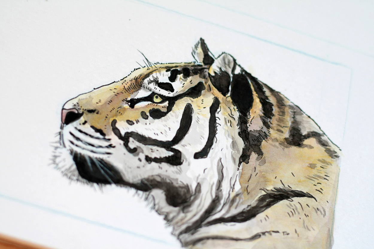 Tiger Zeichnung