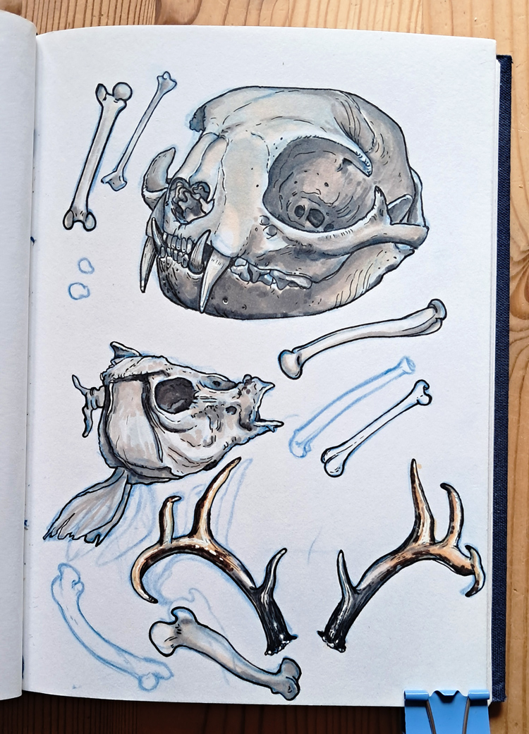 skulls