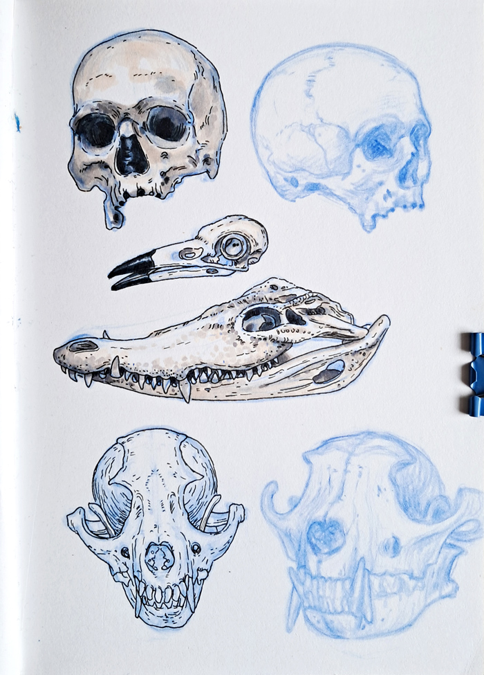 skulls